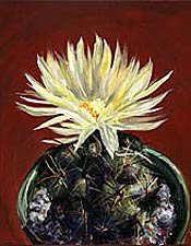 Potted Cactus No. 2 (Coryphantha Cornifera), Copyright 2009, Paula Wenzl-Bellacera  -- Click to Preview...