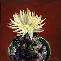Potted Cactus No. 2 (Coryphantha Cornifera), Copyright 2009, Paula Wenzl-Bellacera -- Click to Expand...