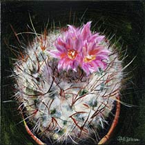 Potted Cactus No. 6 (Gymnocactus Viereckii), Copyright 2009, Paula Wenzl-Bellacera -- Click to Expand...