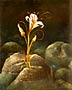 Oil on Wood, 2003, Copyright 2003, Flower Study -- Click to Expand...