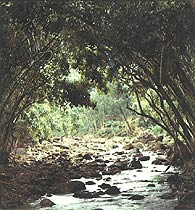 Hawaiian Stream, Copyright 1982, The Estate of Arnold J. Dubnick -- Click to Expand...