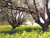 Oak, Mustard in Napa Valley, Copyright 2001, The Estate of Arnold J. Dubnick -- Click to Expand...