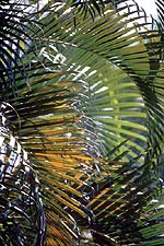 Palm Leaves (Costa Rica), Copyright 1989, The Estate of Arnold J. Dubnick -- Click to Expand...