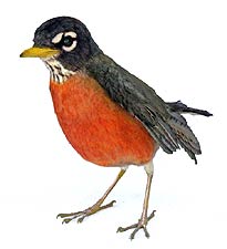 Robin Redbreast, Copyright 2008, Gerald Heffernon -- Click to Expand...