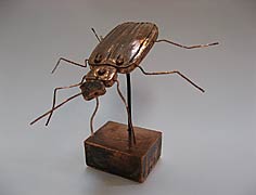 Stag Beetle, Copyright 2008, Ken Kalman -- Click to Expand...
