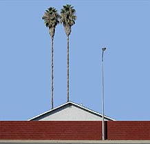 Rosemont Palms #1, Copyright 2004, Tom Hulse -- Click to Expand...