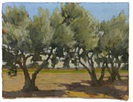 Yolo Olive Rows, Noon, Copyright 1999, Christopher Newhard -- Click to Expand...