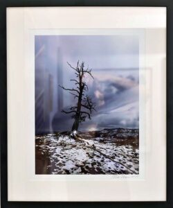 Michael Solomon, Bryce Canyon Pine, Photograph, 2024, SOLD